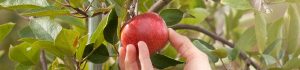 A hand picking an apple off of a tree